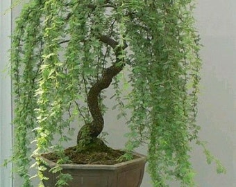 Bonsai Green Weeping Willow Tree - Thick Trunk Cutting - Exotic Bonsai Material - INDOOR GROWING