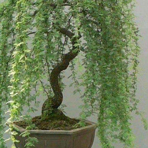 Bonsai Green Weeping Willow Tree Thick Trunk Cutting Etsy