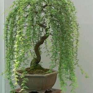 Bonsai Green Weeping Willow Tree - Thick Trunk Cutting - Exotic Bonsai Material - INDOOR GROWING
