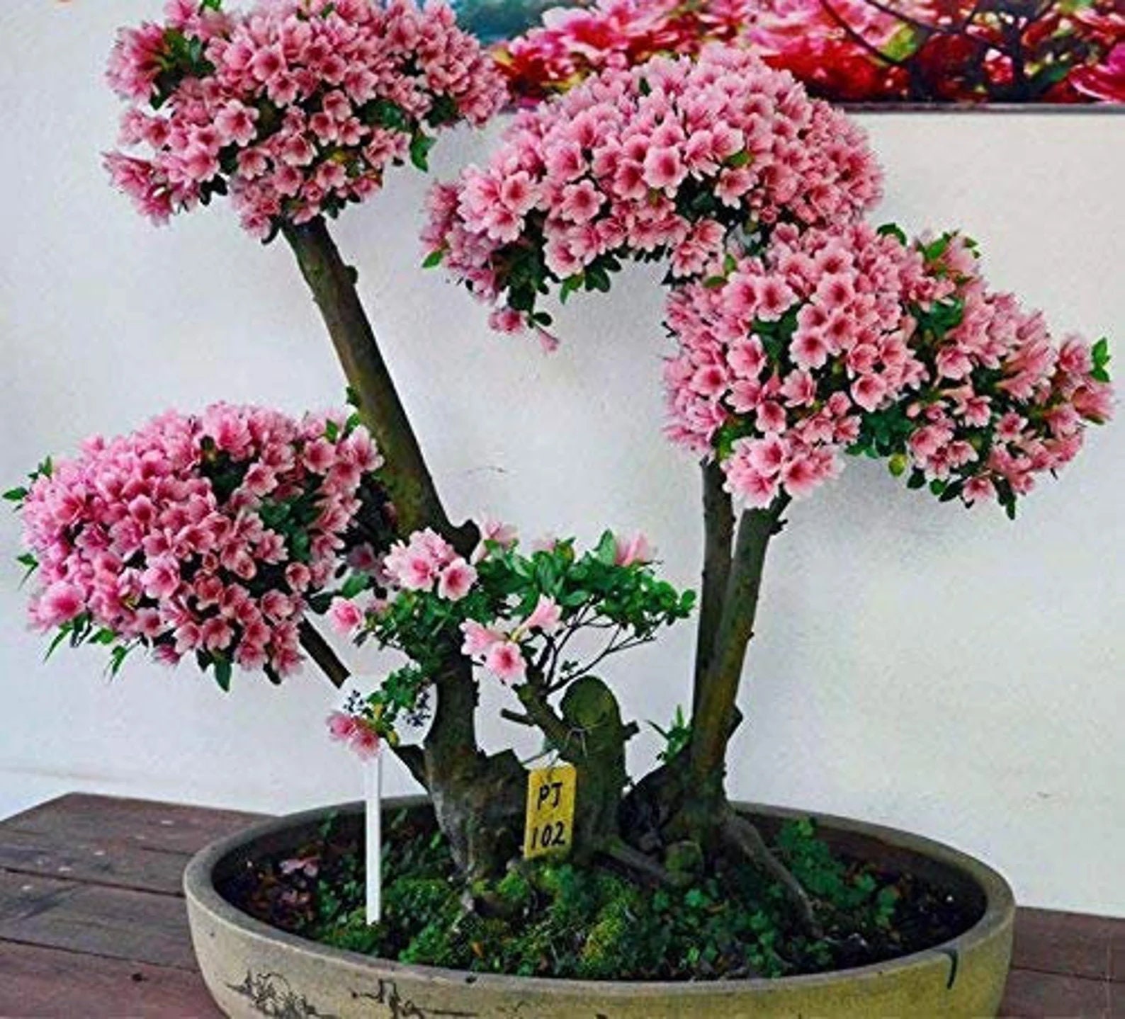 Japanese Cherry Blossom Bonsai Tree Seeds - Flowering Sakura Bonsai ...