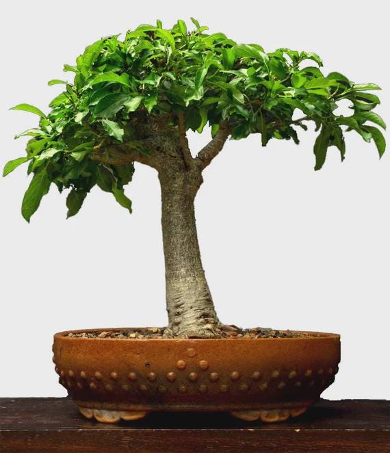 grow light bonsai LED Grow Lamp for Bonsai – Adjustable Light Spectrum