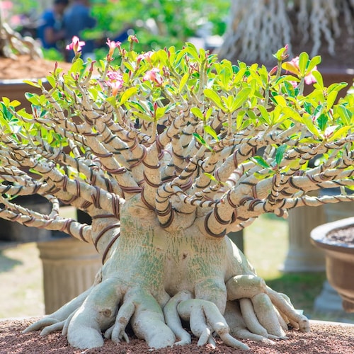 20 Rare Exotic Desert Rose adenium Obesum Mixed Seeds - Etsy