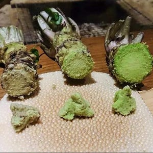 May include: Close-up of freshly grated wasabi, a Japanese horseradish, with three root sections and three small mounds of the green paste. The wasabi is presented on a textured white surface and a wooden paddle.