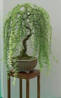 Bonsai Green Weeping Willow Tree - Thick Trunk Cutting - Exotic Bonsai Material - INDOOR GROWING