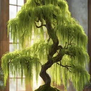 May include: A lush green bonsai tree with a weeping willow style. The tree has a thick, twisted trunk and branches, with cascading, vibrant green foliage. The bonsai is planted in a dark square pot, creating a serene and natural aesthetic.