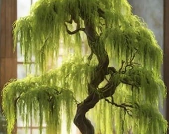 Hey Dina Willow Bonsai Tree Cutting - Fast Growing, Indoor/Outdoor bonsai