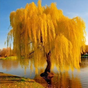 May include: A vibrant yellow weeping willow tree stands in a lake, its branches cascading down. The tree's trunk is dark brown, and the water reflects the tree and the clear blue sky. The scene evokes a sense of peace and natural beauty.