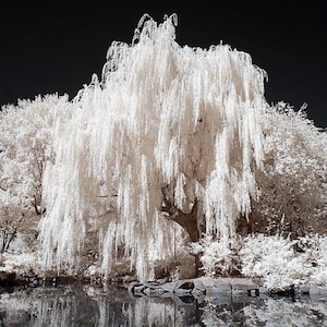 May include: A serene landscape featuring a weeping willow tree with cascading white foliage reflected in a dark, still body of water. The image is set against a black sky, creating a high-contrast, ethereal scene.