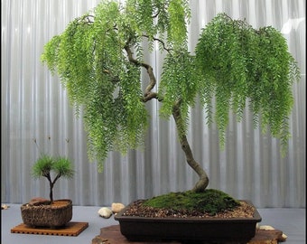Live Dwarf Australian Weeping Willow Bonsai Tree - Fast Growing, Indoor/Outdoor
