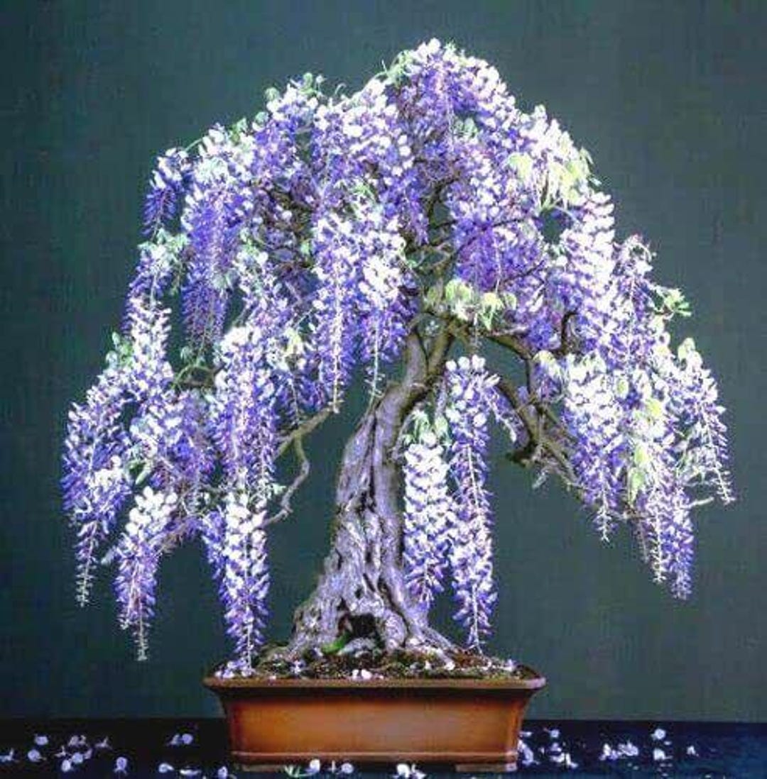 10 Purple Wisteria Bonsai Tree Seeds Highly Prized Flowering Bonsai - Etsy