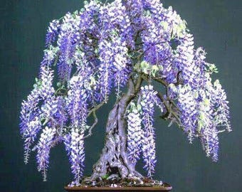 10 Purple Wisteria Bonsai Tree Seeds Highly Prized Flowering Bonsai