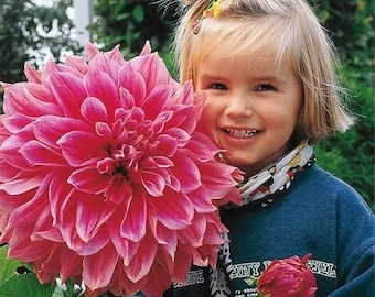 Giant Dahlia Dinner Plate Flower Seeds – Exotic Mix (100+ Seeds):