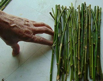 50 Thin Hybrid Willow Tree Cuttings | 1/4 inch or Smaller. 50 Thin Cuttings