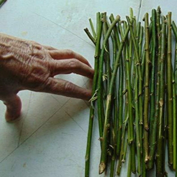 50 Thin Hybrid Willow Tree Cuttings | 1/4 inch or Smaller. 50 Thin Cuttings