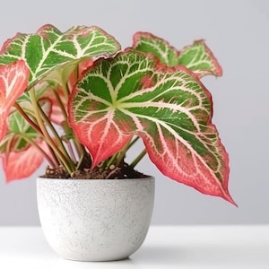 6 Pink Sky Caladium Bulbs – Fancy Leaf Caladium for Shade – Perennial Elephant Ear Plant