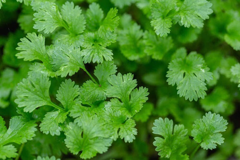 Indoor Cilantro Seeds – 500+ Seeds – Fresh Herb Garden for Kitchen or ...