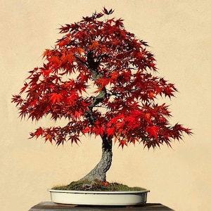 May include: A vibrant bonsai tree with bright red leaves, set against a soft yellow background. The tree's trunk is dark and textured, and it sits in a white rectangular pot. The leaves are a striking contrast to the trunk and pot.