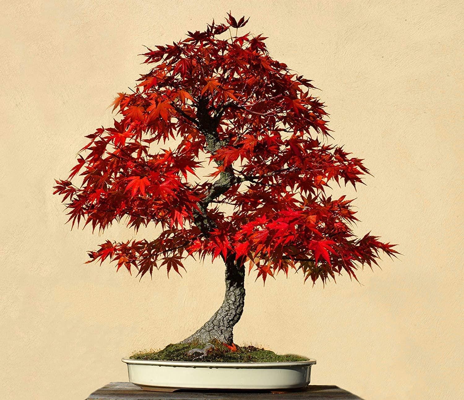 30 Red Maple Bonsai Tree Seeds | Stunning Red Leaf | Japanese Maple | Easy  to Grow | USA Grown & Shipped From Iowa - Etsy