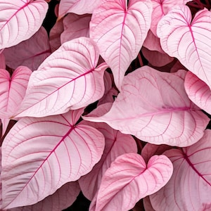 6 Pinky Swear Caladium Bulbs – Fancy Pink Leaf Caladium for Shade – Perennial Elephant Ear Plant