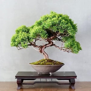 Juniper Bonsai Tree Seeds – 25 Seeds to Grow | Classic Indoor Bonsai | Beginner Friendly | Cold Hardy Evergreen