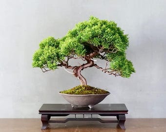 Juniper Bonsai Tree Seeds: Cold Hardy Evergreen (25 Seeds for Growing)