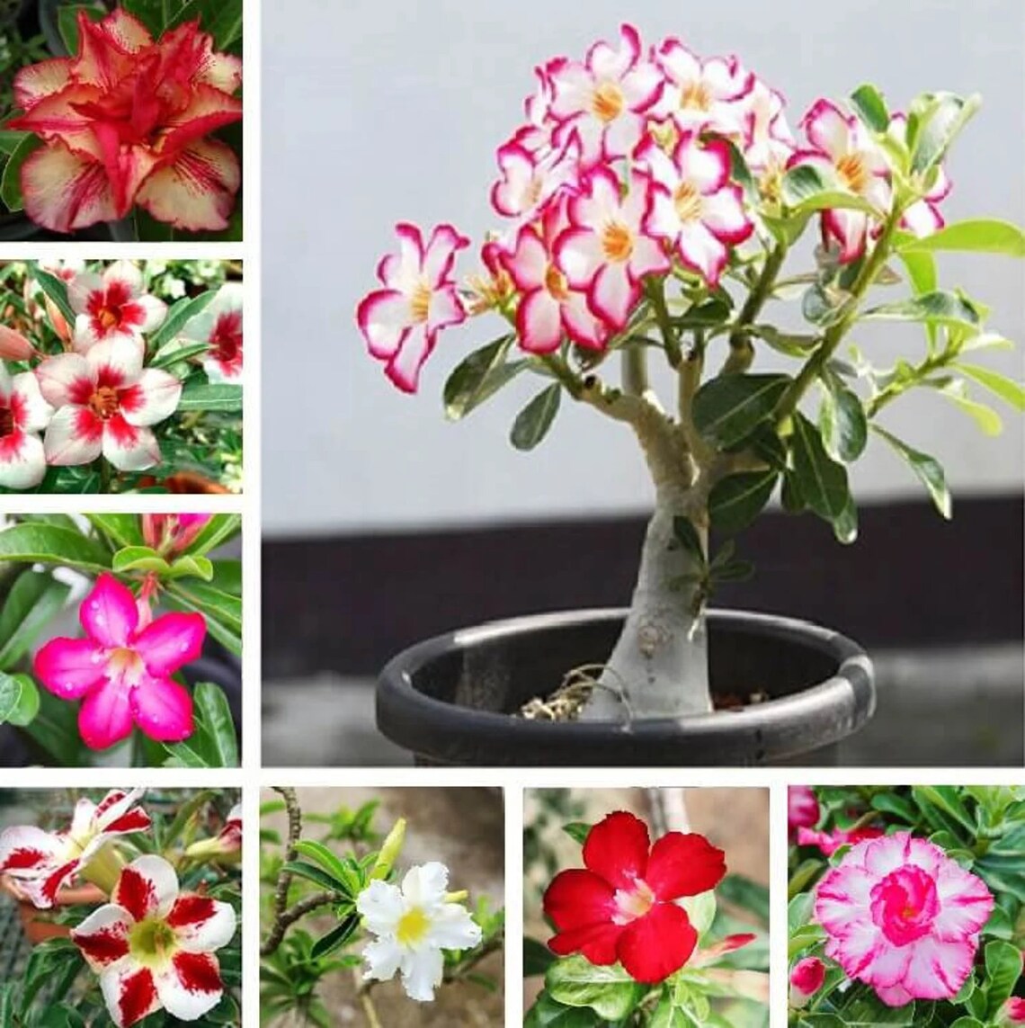 20 Rare Exotic Desert Rose (adenium Obesum) Mixed Seeds - Etsy