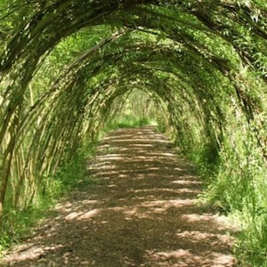 Living Willow Structure - 10 Trees - Iconic and Eye Appealing, Wedding Alter, Art - INDOOR growing during winter!