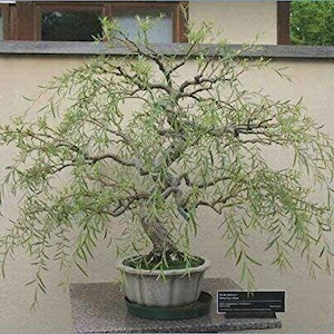 May include: A bonsai willow tree with cascading branches and small green leaves. The tree is in a light-colored, round pot and sits on a stone surface. A small sign is visible near the base of the tree.