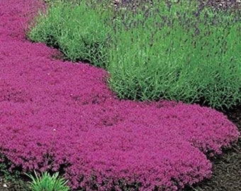 500 Creeping Thyme Seeds - Magic Carpet- Perennial Ground Cover