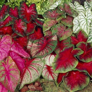 Mixed Caladium Bulbs for Planting - Perennial Hosta, Elephant Ears, Fancy