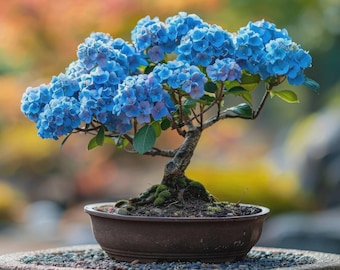 Exotic Citra Stripe Bougainvillea Plant .she's Flowering . - Etsy