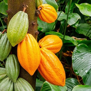 4 Cacao Tree Seeds for Planting – Fresh Wet Cocoa Seeds – Exotic Theobroma Cacao Seeds