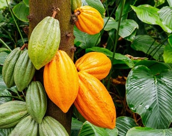 Theobroma Cacao Seeds: Fresh Cocoa Seeds for Planting