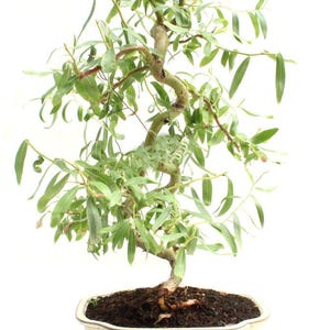 Bonsai Dwarf Japanese Curly Willow Tree Cutting - Very Rare Fast Growing Bonsai