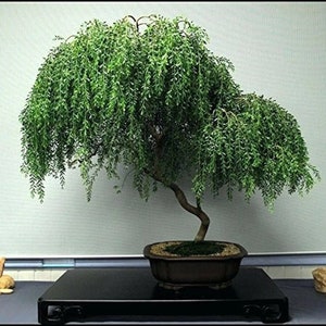 Bonsai Dwarf Weeping Willow Tree Cutting - Excellent Bonsai Tree - Mature Look Fast