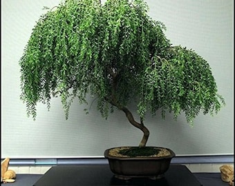 Bonsai Dwarf Weeping Willow Tree Cutting - Excellent Bonsai Tree - Mature Look Fast