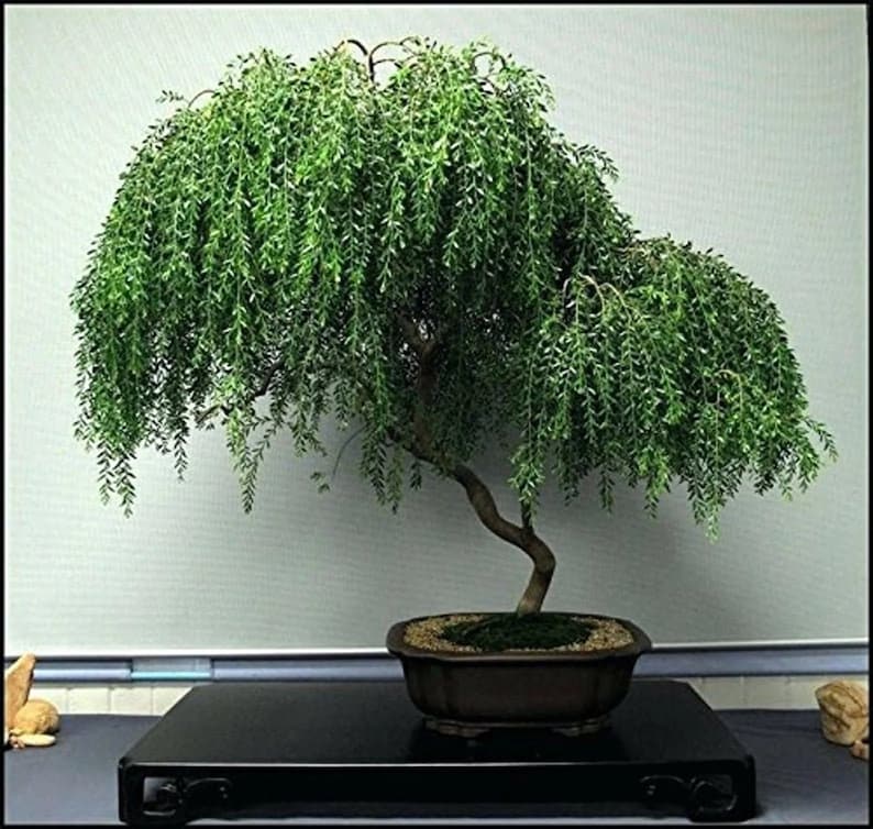 Bonsai Dwarf Weeping Willow Tree Cutting Excellent Bonsai Etsy