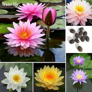 10 Bonsai Lotus Seeds – Water Lily Pad Flower Seeds – Blooming Aquatic Plant for Ponds or Containers