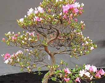 Japanese Cherry Blossom Bonsai Tree Seeds - Flowering Sakura Bonsai Seeds