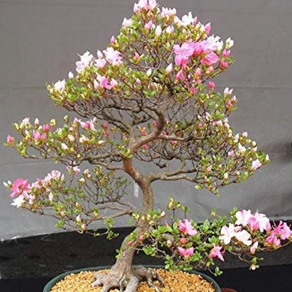 Japanese Cherry Blossom Bonsai Tree Seeds - Flowering Sakura Bonsai Seeds