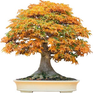 May include: A bonsai tree with vibrant orange and green leaves, set in a cream-colored ceramic pot. The tree's trunk is a textured brown, and the leaves create a full, rounded canopy. The bonsai is a miniature tree, a symbol of nature and tranquility.