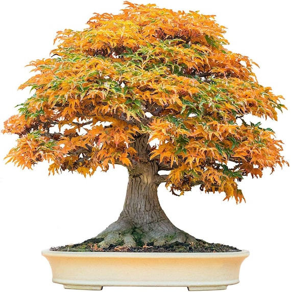 tree seeds for bonsai Bonsai Seed Starter Kit main image 0