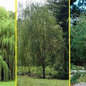 May include: Three weeping willow trees with long, cascading branches and green leaves. The trees are in different stages of growth, with one tree being much larger than the others.