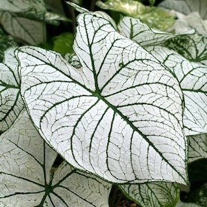 May include: Close-up of a Caladium leaf, showcasing a striking contrast. The leaf is primarily white with a network of dark green veins creating an intricate pattern. The leaf's edges are also outlined in green, highlighting its shape and texture.