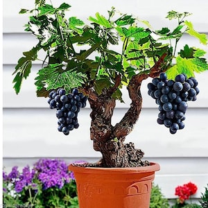 Grape Bonsai Tree Seeds: Vitis Vinifera, Rare Fruit Variety (50+ Seeds) -  Etsy