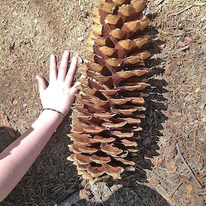 May include: A large, brown and tan pine cone with a hand for scale. The pine cone is elongated and has many layers of scales. The hand is next to the pine cone, showing its size. The ground is covered in brown pine needles and small twigs.