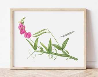 Wild Sweet Pea Botanical Illustration | Everlasting Pea Botanical Print | Mother's Day Gift | Botanical Watercolor Painting | Wildflower Art