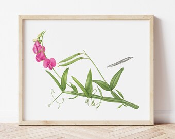 Wild Sweet Pea Watercolor Botanical Print | Floral Wall Art