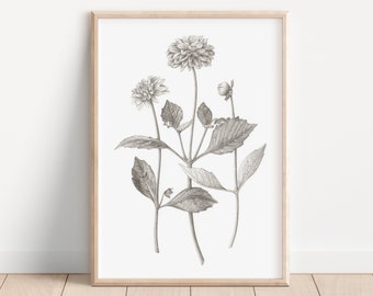 Dahlia Graphite Art Print | Botanical Illustration, Floral Wall Decor
