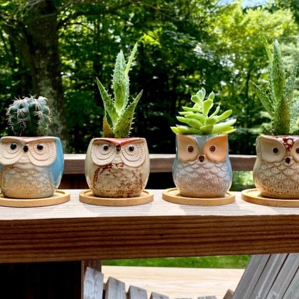 Owl Planters, Mini Ceramic Succulent Pot